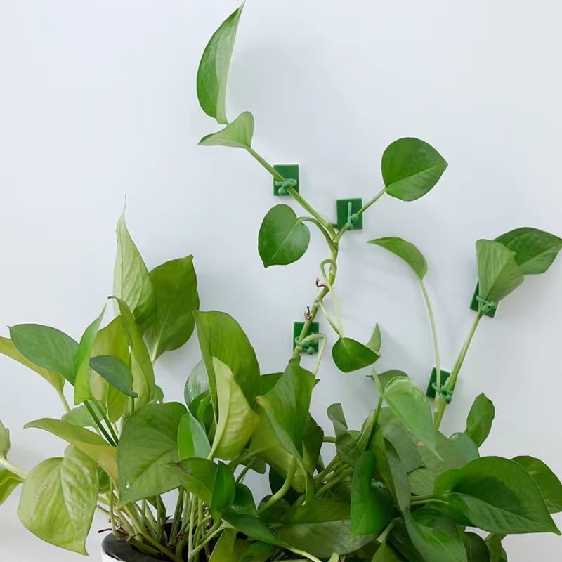 Samoprzylepne klipsy do mocowa – Vine Climbing Plastic recenzja i cena